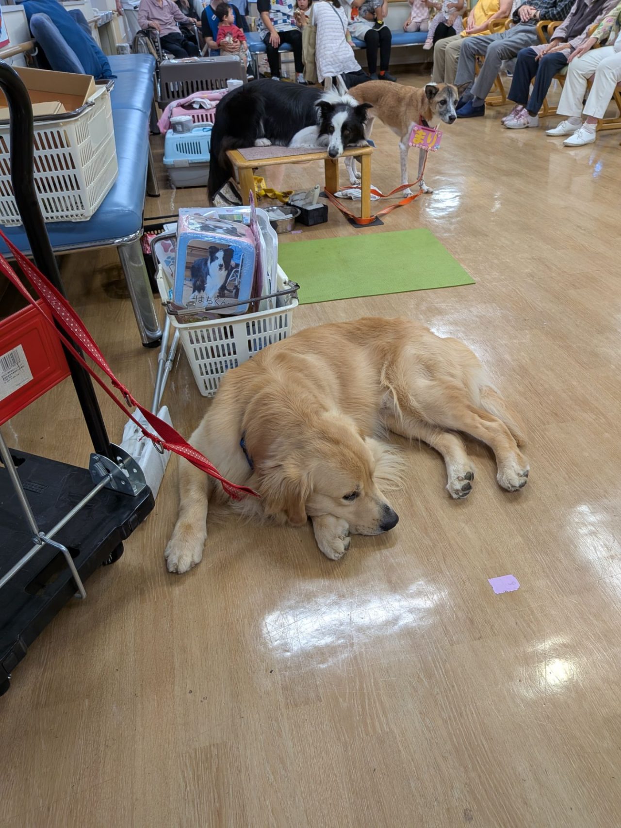 ドッグセラピー🐶が開催されました❗ | たかまさ会便り | 医療法人